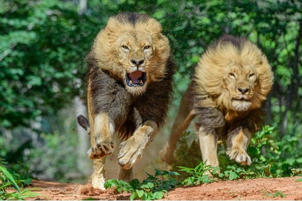 Lion Encounter- feast of the beast