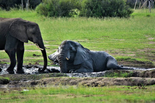 Game Drive - Victoria Falls Private Game Reserve (Evening)